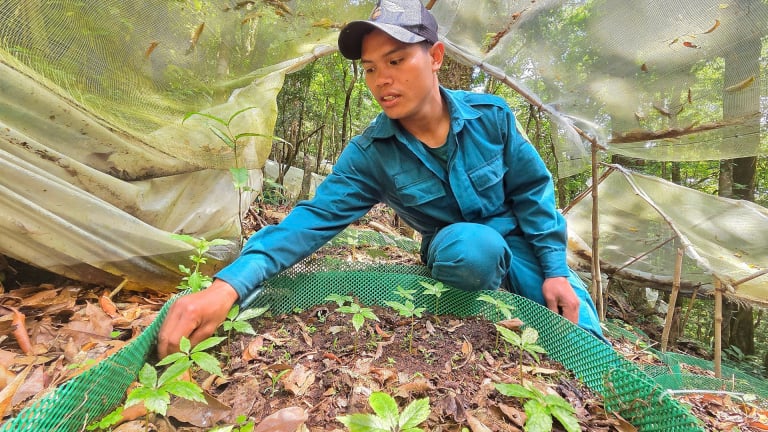 Loại cây 'quốc bảo' của Việt Nam đang nảy mầm trên một ngọn núi ở Kon Tum, người dân, doanh nghiệp đã trồng được gần 3.000ha