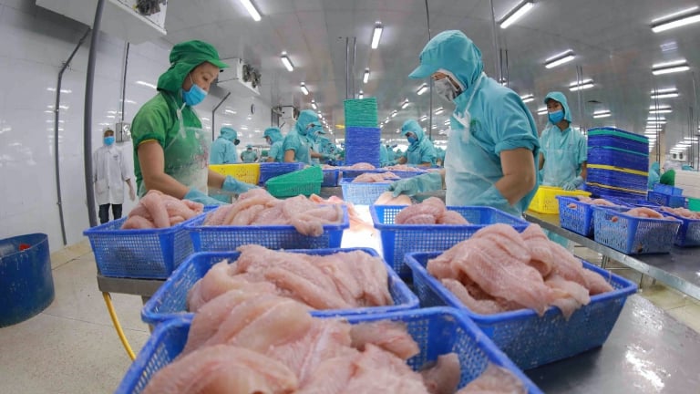 'Bơi' sang Trung Quốc, một loài cá nuôi nhiều ở miền Tây mang về cho Việt Nam 126 triệu USD