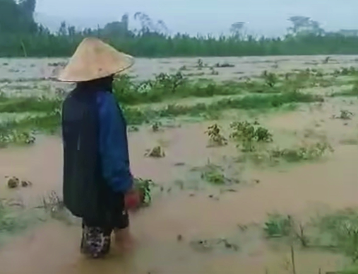 Nghệ An: Mưa xối xả, nước dâng cao nhấn chìm ruộng dưa hấu, dân bản nói mất hết rồi