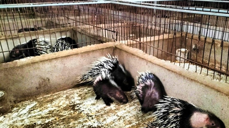 Từng làm mưa làm gió rồi 'lặn mất tăm', nay con động vật hoang dã này nuôi thành công ở Nghệ An, bán làm con đặc sản