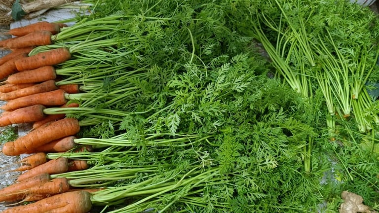 3 món ăn 'màu vàng' quen thuộc giúp dưỡng phổi cực tốt