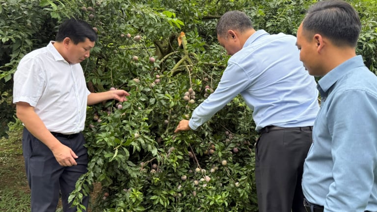 Sản lượng mận hậu đạt cao, mang lại niềm vui cho nông dân Sơn La