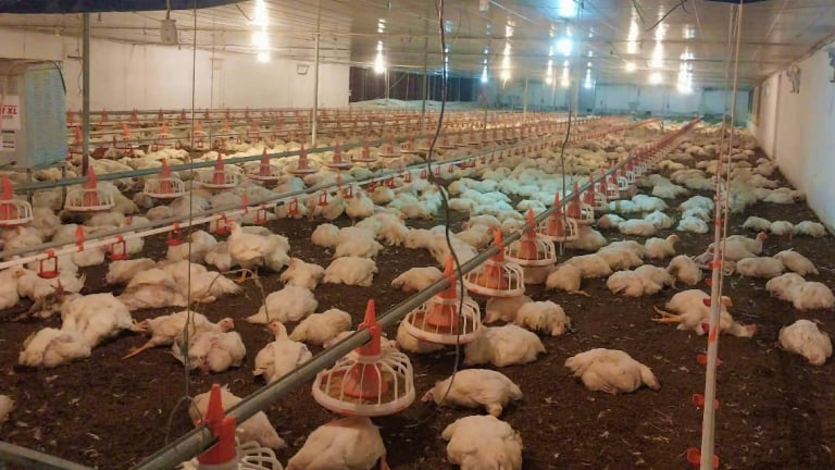 Nghệ An: Chập điện, hơn 10.000 con gà bị chết ngạt, dân làng kéo nhau đến giúp chủ trang trại sơ chế