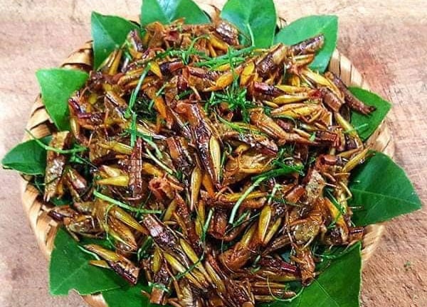 Vụ hàng vạn con động vật có cánh 'tấn công' rừng luồng ở Quảng Bình, người dân bắt làm món ăn, ngành chức năng khuyến cáo gì?