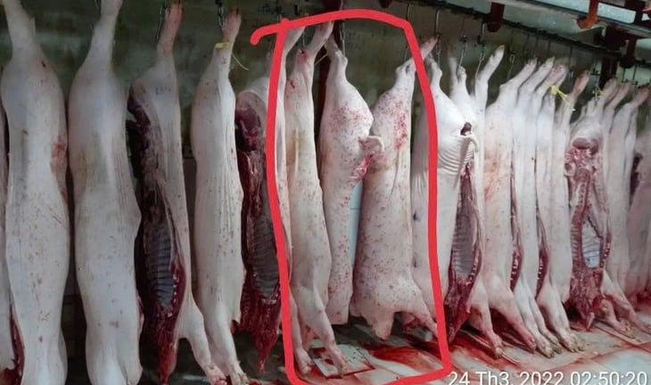 Bộ Công an vào cuộc xác minh vụ Công ty C.P. bị tố bán heo bệnh