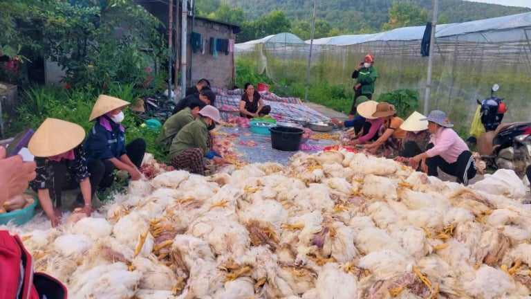 Hơn 100 hội viên nông dân ở Nghệ An thức trắng đêm giúp chủ trang trại giải cứu hơn 10.000 con gà chết ngạt do chập điện