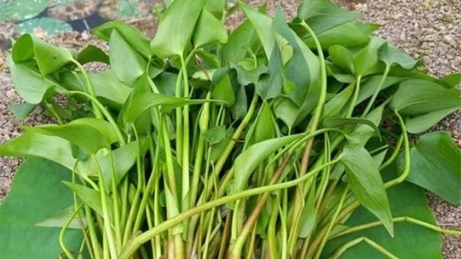 Chỉ có ở Việt Nam, loài rau trước chỉ là cỏ dại, chả ai thèm ngó ngàng nay lại thành hàng đặc sản 