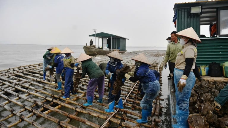 Sở Nông nghiệp và Môi trường Quảng Ninh: Tinh gọn bộ máy, tháo gỡ nhiều “nút thắt” cấp phép hoạt động nuôi trồng thủy, hải sản