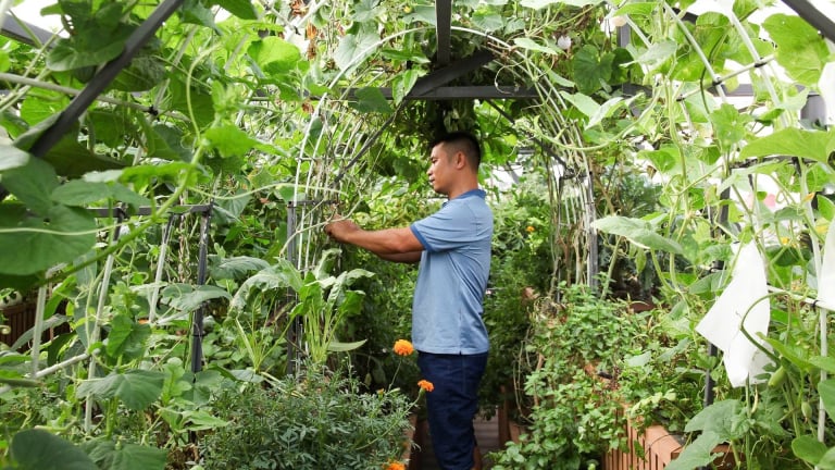 Kỹ sư Hà Nội làm vườn trên sân thượng, chỉ 100m2 mà có cá bơi, gà nhặt giun từ đất, rau xanh phủ khắp mặt sân