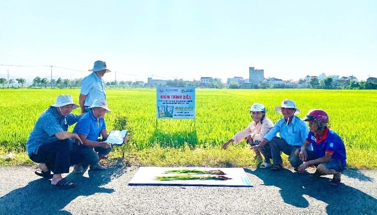 Mô hình nhận phân bón trước trả tiền sau giúp nông dân Phú Yên trồng lúa đạt lợi nhuận cao
