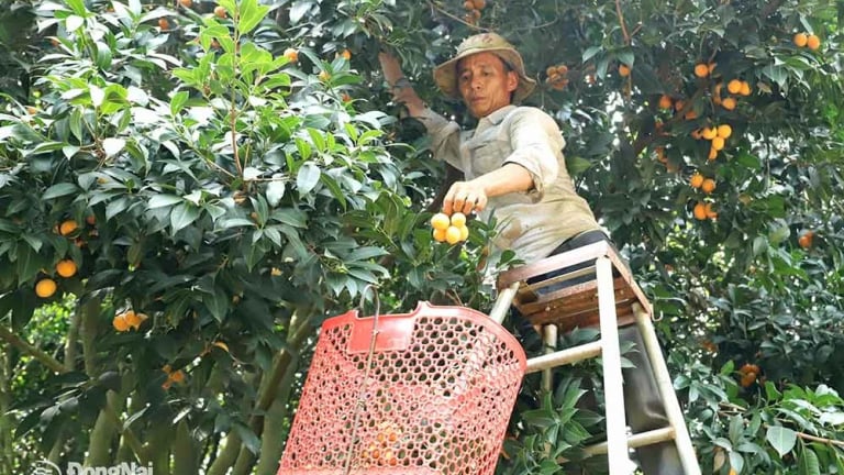 Tỉnh mới tên Đồng Nai sau sáp nhập Bình Phước, có vườn quả ngon vốn là đặc sản Vĩnh Long