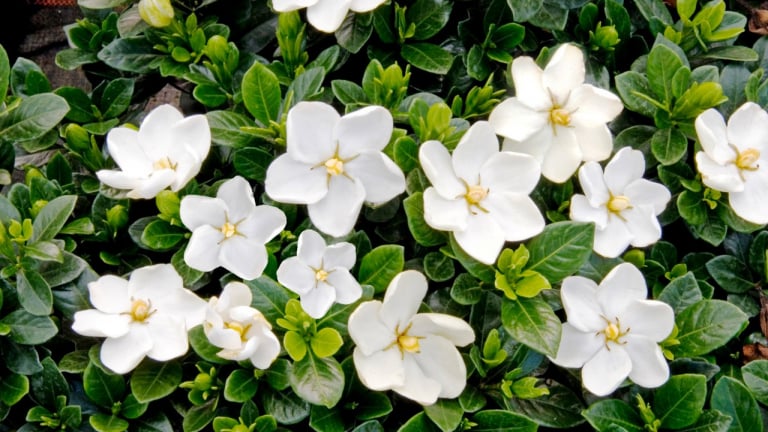 Cây cảnh lá hoa như ngọc, hương thơm say lòng người, nở hoa quanh năm, hút tài, chiêu lộc vào nhà