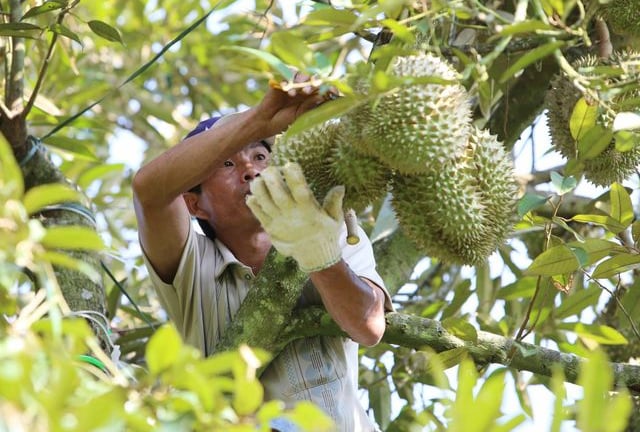 Giám đốc Học viện Nông nghiệp Việt Nam hiến kế nâng tầm nông sản Việt từ câu chuyện quả sầu riêng