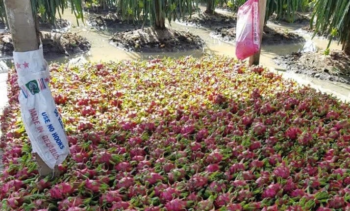 Sau sáp nhập, “thủ phủ” trồng cây 'rồng xanh' cho quả ngon ở tỉnh Long An ra sao?