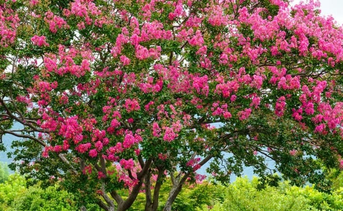 Cây cảnh 'bách nhật hồng', hoa nở rực rỡ, tươi đẹp như mây, trồng trong nhà mang lại phúc lành, tài lộc