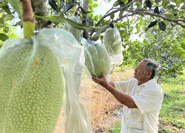 Trồng 2 loại cây đặc sản chung một vườn, ra quả ngon, trái to bự, một nông dân Cần Thơ cứ bán là hết veo