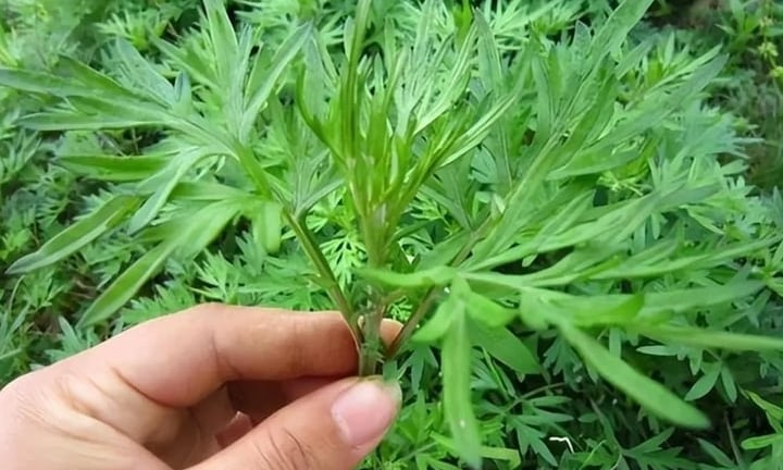 Những bài thuốc hay từ ngải cứu không phải ai cũng biết