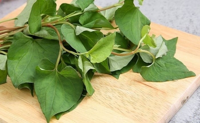 Những bài thuốc từ rau diếp cá
