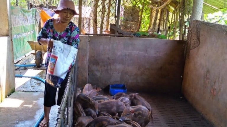 Nông dân TPHCM (mới) nuôi thành công loại heo đặc sản mà làm giàu, thương lái cứ hỏi bán được chưa