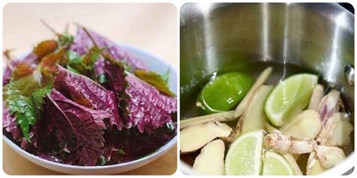 Uống nước lá tía tô với chanh, gừng, sả có tác dụng gì mà được ví như bài thuốc quý?