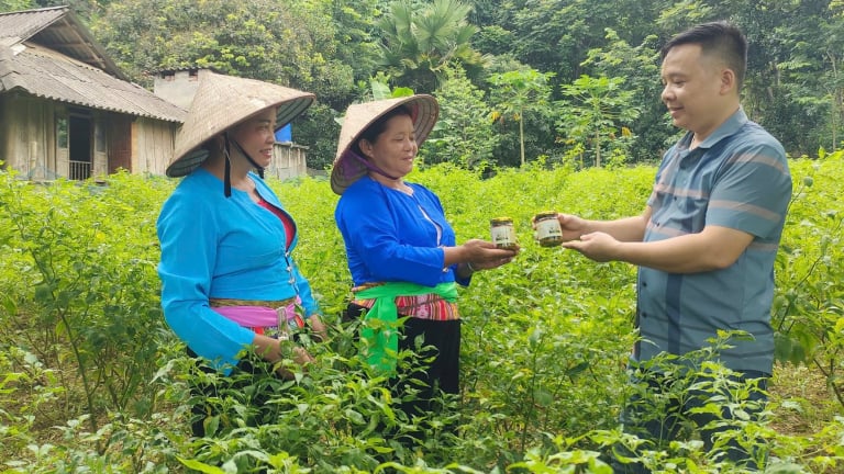 Biến trái ớt Khòi bé tí như hạt thóc thành đặc sản OCOP, trai Phú Thọ khiến cả làng phục lăn