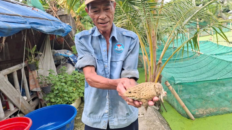 Nuôi con đặc sản bình dân ngồi dày đặc trong màn lưới, ông nông dân Hải Phòng hễ bán là có của ăn của để