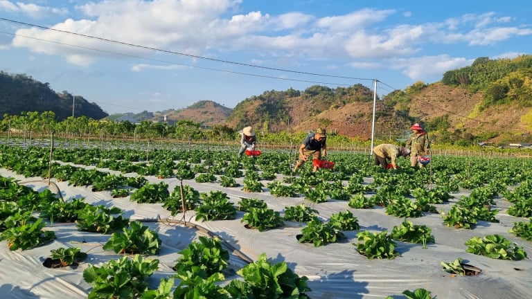 Nông thôn Tây Bắc: Tạo động lực cho sự phát triển kinh tế - xã hội vùng đồng bào dân tộc thiểu số