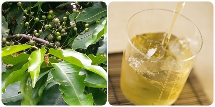 Uống nước lá vối có tác dụng gì?