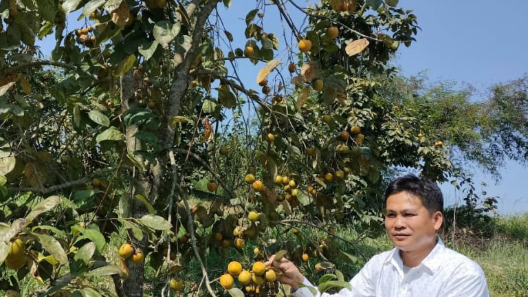 Mô hình trồng hồng vành khuyên-loại quả đặc sản đang giúp nông dân một xã ở Lạng Sơn tăng thu nhập, thoát nghèo