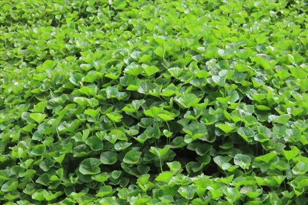 Ăn 1 mớ rau này tốt ngang thịt bò, ở quê có nhiều bỏ qua quá phí
