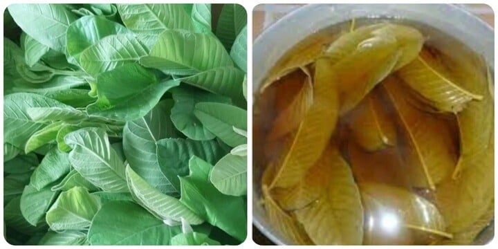 Uống nước lá ổi hàng ngày có tác dụng gì và cần lưu ý những gì?