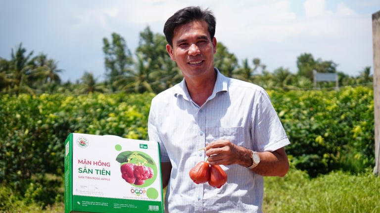 Một nông dân Cần Thơ mới trồng giống mận gì mà quả bự, bán hơn 200.000 đồng/kg vẫn hút hàng?