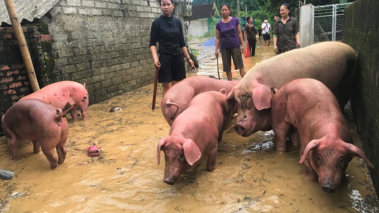 Lũ lên siêu nhanh, nông dân Nghệ An gấp rút giải cứu đàn lợn tạ và đàn gà lúc nửa đêm