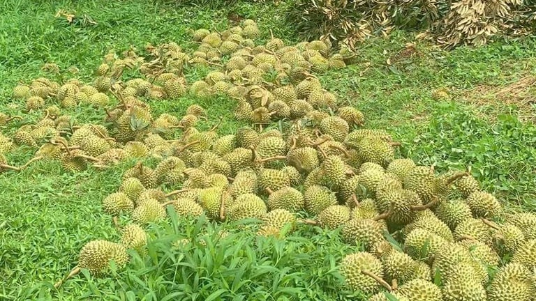 Nông dân Lâm Đồng xót xa nhìn hơn 160 tấn sầu riêng rụng đầy gốc sau bão Wipha, thiệt hại 5 tỷ đồng