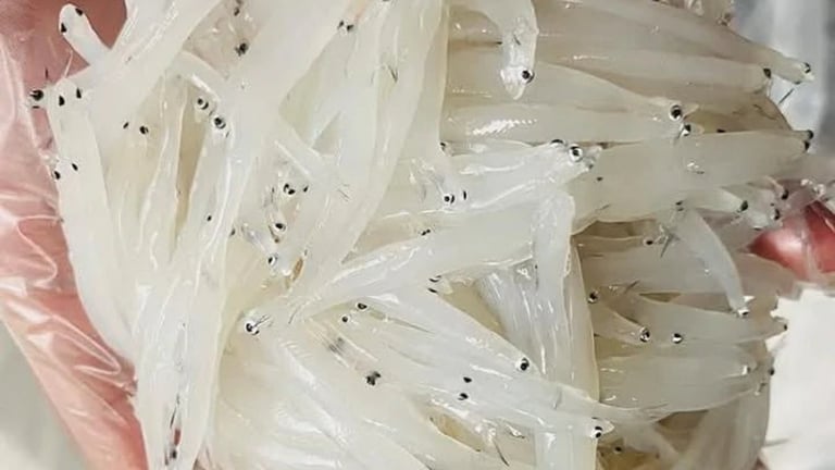 Con 'bạch ngọc' ví như 'nhân sâm nước sông Đà' ở Hòa Bình là cá gì mà trẻ nhỏ, người già ăn cực tốt?
