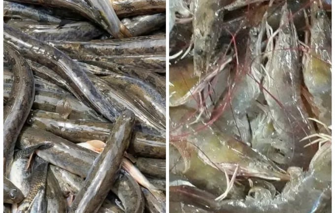 Thanh tra Sở Nông nghiệp và Môi trường chỉ ra sai sót tại 6 mô hình khuyến nông của địa phương