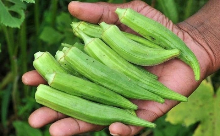 Loại 'nhân sâm xanh' rẻ tiền giúp đẹp da, giảm cân, bảo vệ tim mạch