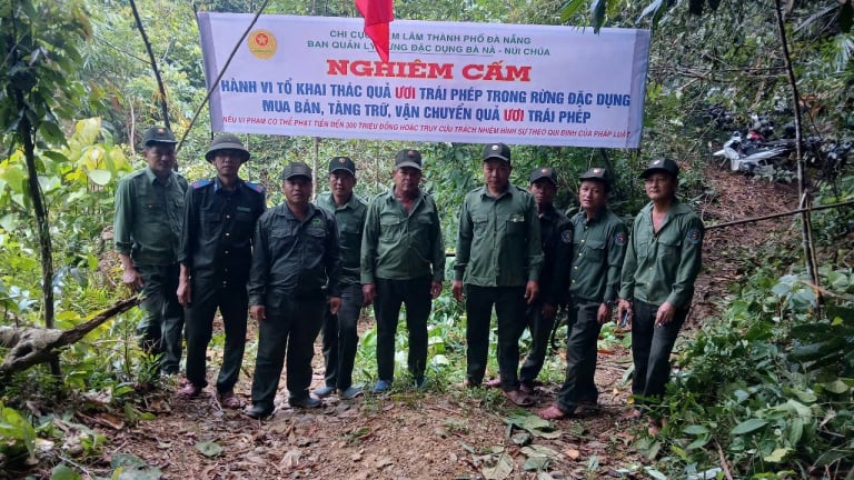 Mùa quả ươi rụng, dân đổ vô rừng nhặt 'lộc trời',  kiểm lâm Đà Nẵng lập các chốt ngăn chặn
