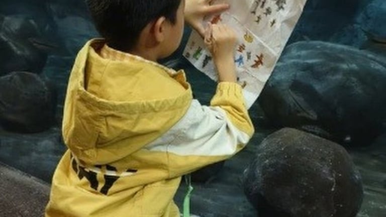 Bé trai 6 tuổi mê cá viết thư hỏi công viên đại dương về sinh vật “mất tích”, nhận hồi đáp 'đặc biệt'