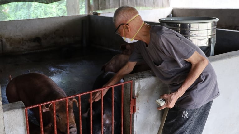Cách nào để nông dân Bảo Thắng ở Lào Cai bảo vệ trâu bò, lợn gà ở cái thời tiết giao mùa