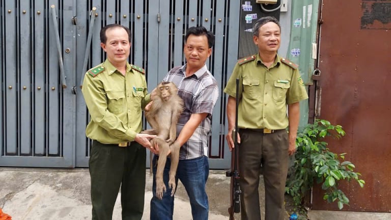 Con động vật hoang dã đột nhiên xuất hiện giữa phố, vào cả nhà dân kiếm ăn, kiểm lâm TP.HCM bắt giữ và chăm sóc 