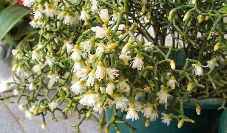 Đừng trồng sống đời, cây cảnh như những khúc xương nhảy múa này là thú chơi mới độc lạ, mang lại may mắn, tài lộc