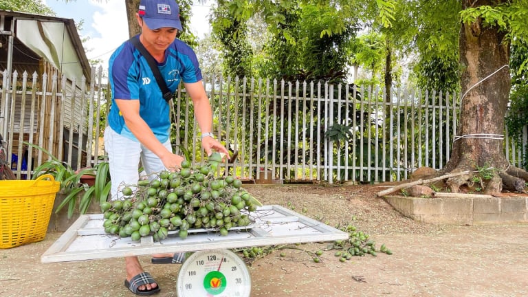 Trong vòng 15 ngày mà giá cau tươi ở Đắk Lắk bật tăng gấp đôi, người bán vui, kẻ mua lo ngay ngáy, vì sao vậy?