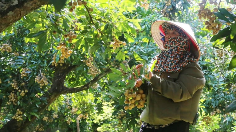 Về vựa nhãn lớn nhất tỉnh Phú Thọ, nông dân hái quả ngọt, thu hàng trăm triệu mỗi năm