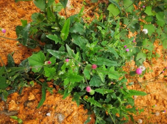 Rau dại có tên 'dài dằng dặc', ở quê mọc um tùm, hái bán là 'kiếm bộn tiền'