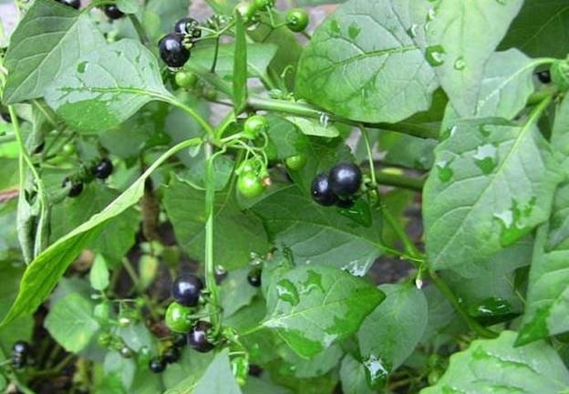 Quả dại ven đường xưa không ai 'ngó' nay có giá đắt đỏ, gần 1 triệu/kg, ở Việt Nam mọc um tùm