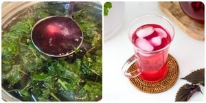 Bài thuốc từ lá tía tô: Giải cảm, trị ho, dưỡng da hiệu quả