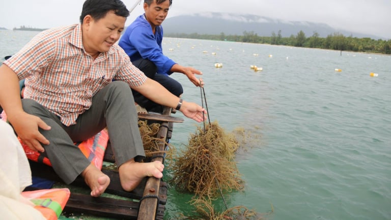 Trồng rong sụn ăn bổ dưỡng ven biển Phú Quốc của tỉnh An Giang là cách giảm nghèo tốt, ứng phó biến đổi khí hậu