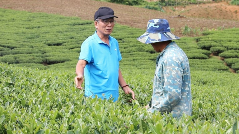 Một ông giám đốc ở Sơn La 'biến' vùng đất hoang sơ thành nơi trù phú trồng thứ cây tốt um, đẹp như phim thế này đây