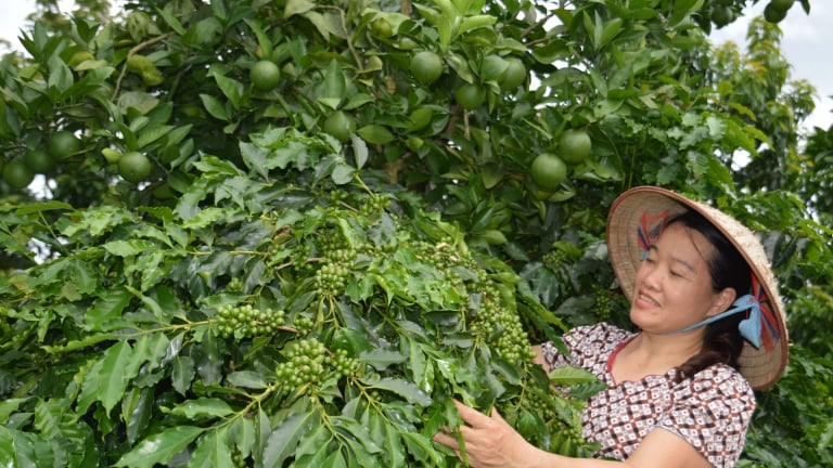 Nông thôn Tây Bắc: Cà phê - “cây xóa nghèo” cho đồng bào dân tộc nơi rẻo cao
